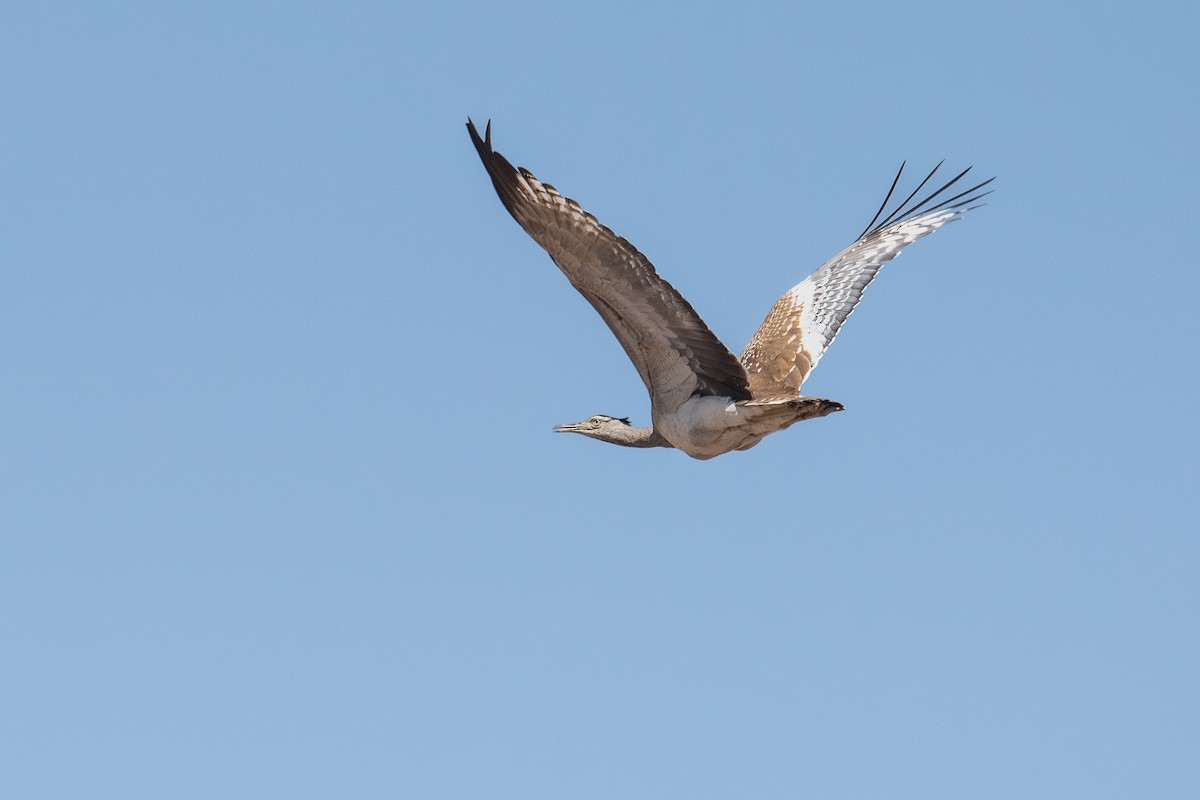 Arabian Bustard - Frédéric Bacuez