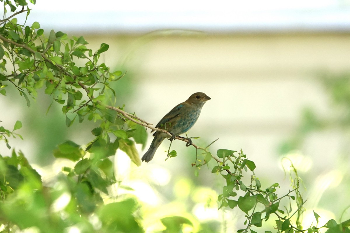 Indigo Bunting - ML632159061