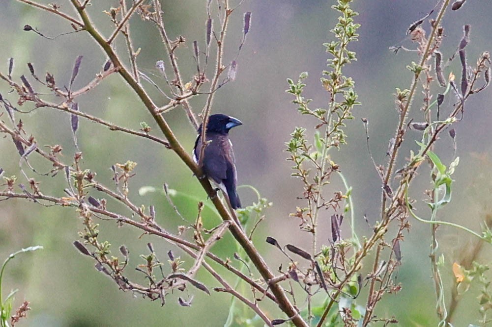 Magpie Mannikin - ML632159073