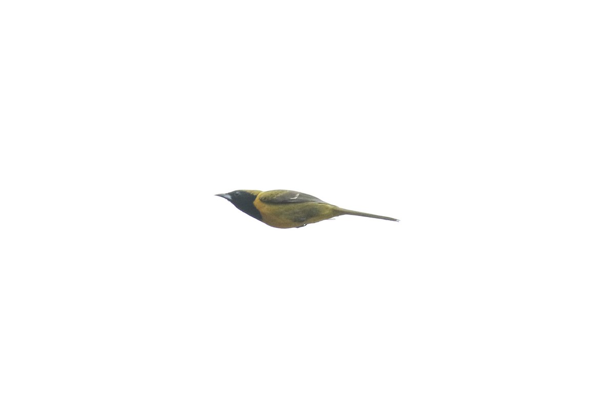 Bar-winged Oriole - ML632159130