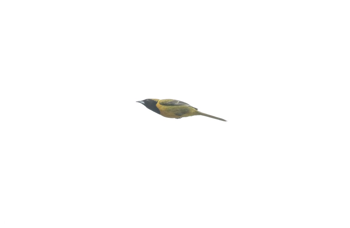 Bar-winged Oriole - ML632159132