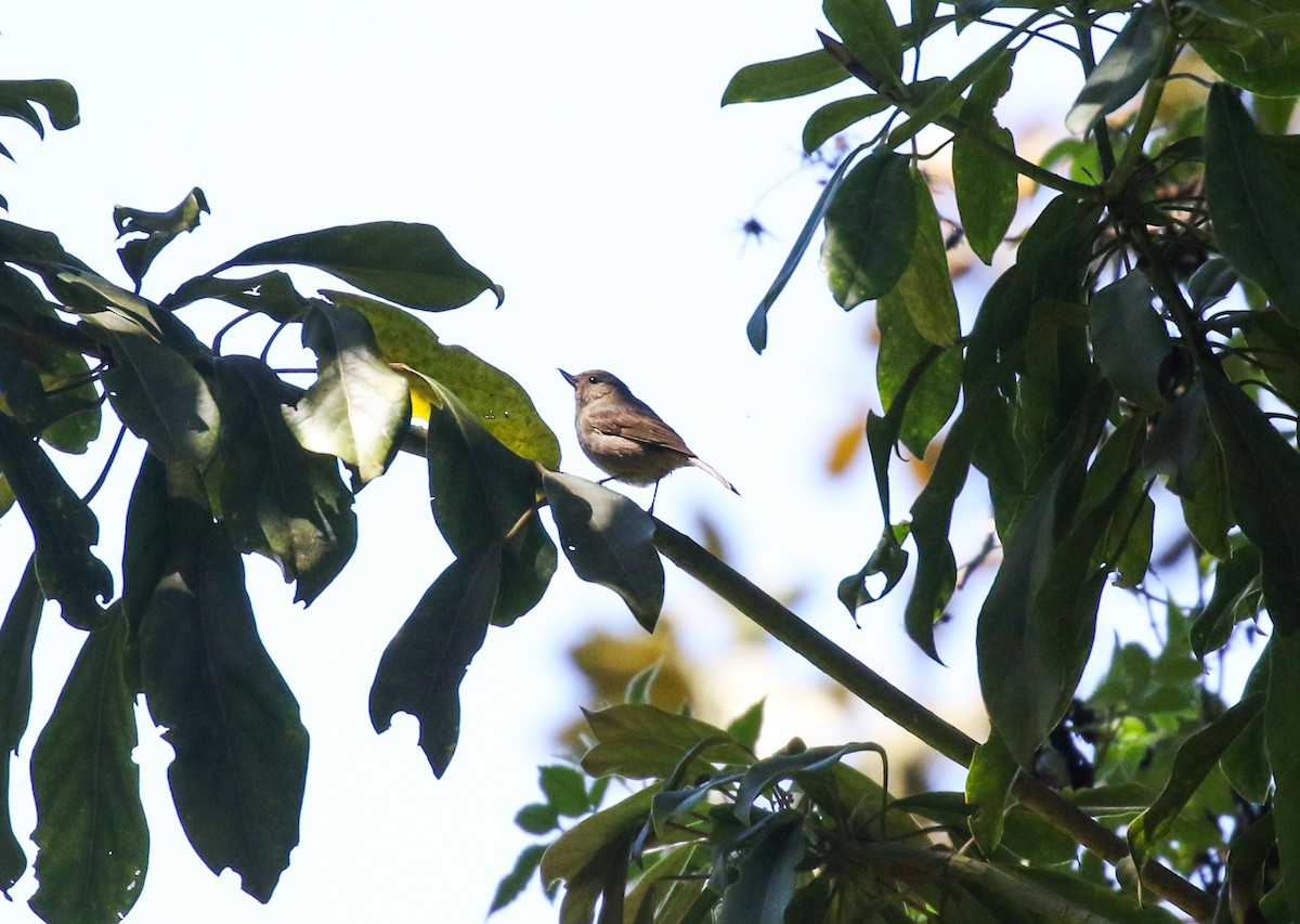 Pinchaflor Ventricanelo - ML632159268