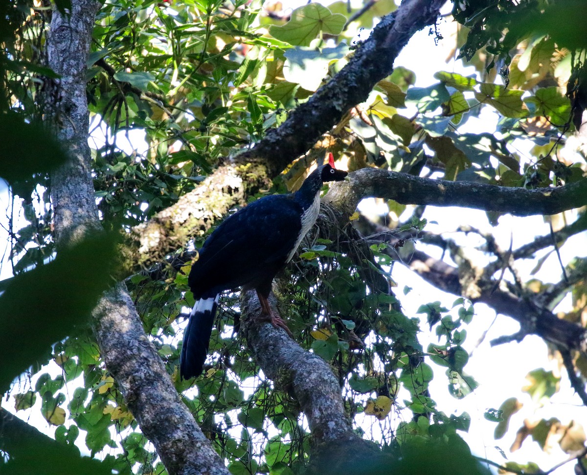 Pavón Cornudo - ML632159350