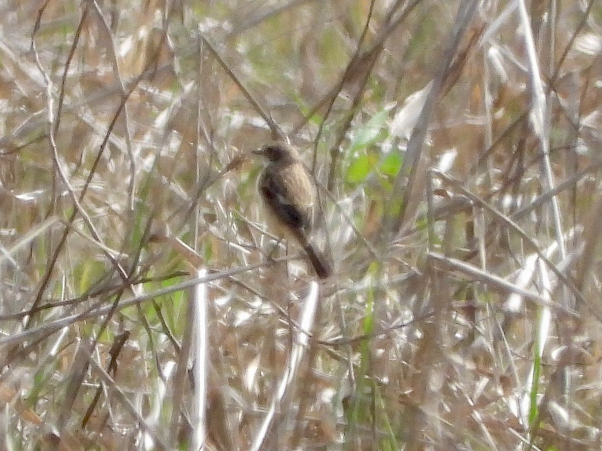 Amur Stonechat - ML632159375