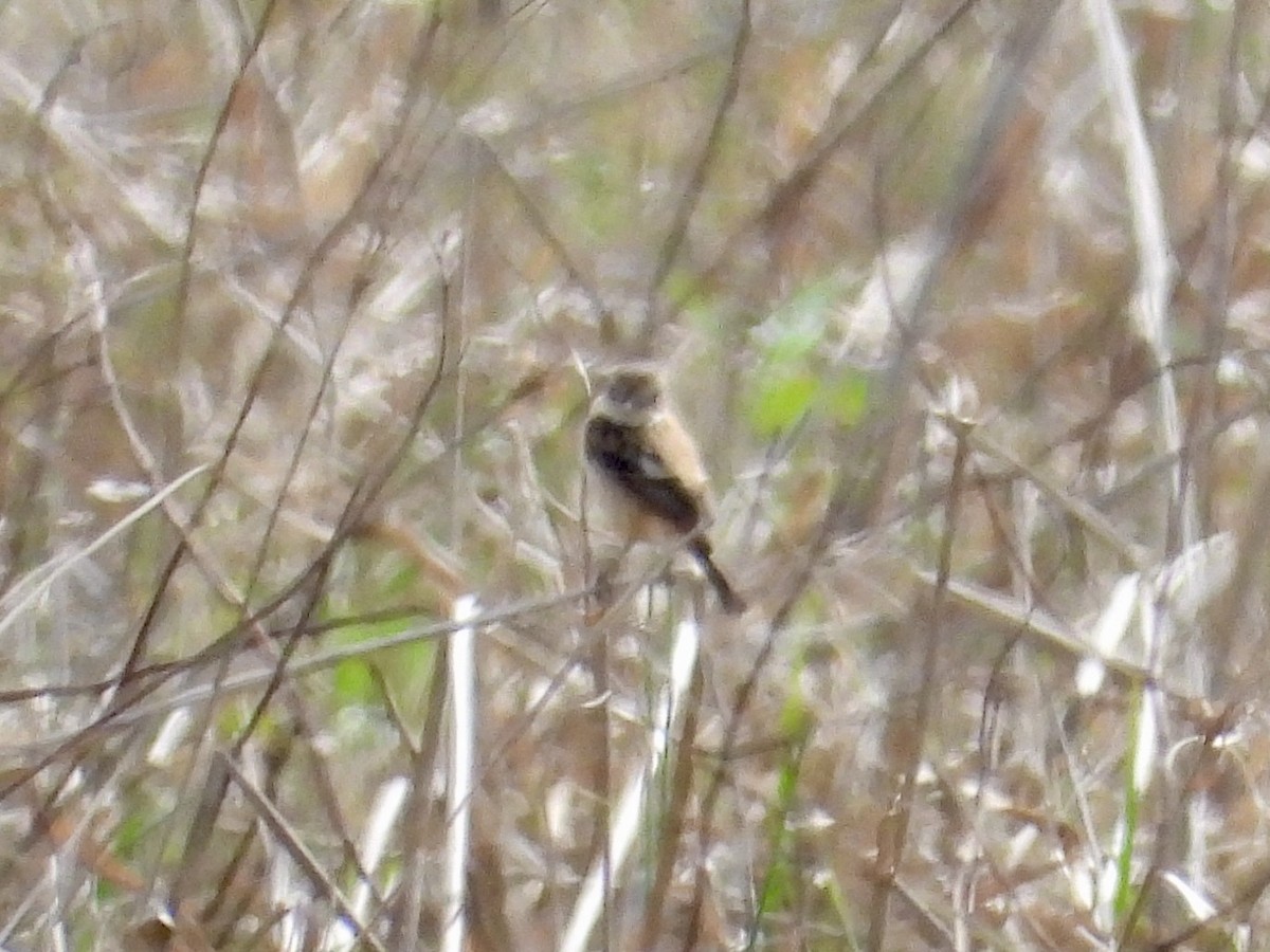 Amur Stonechat - ML632159376