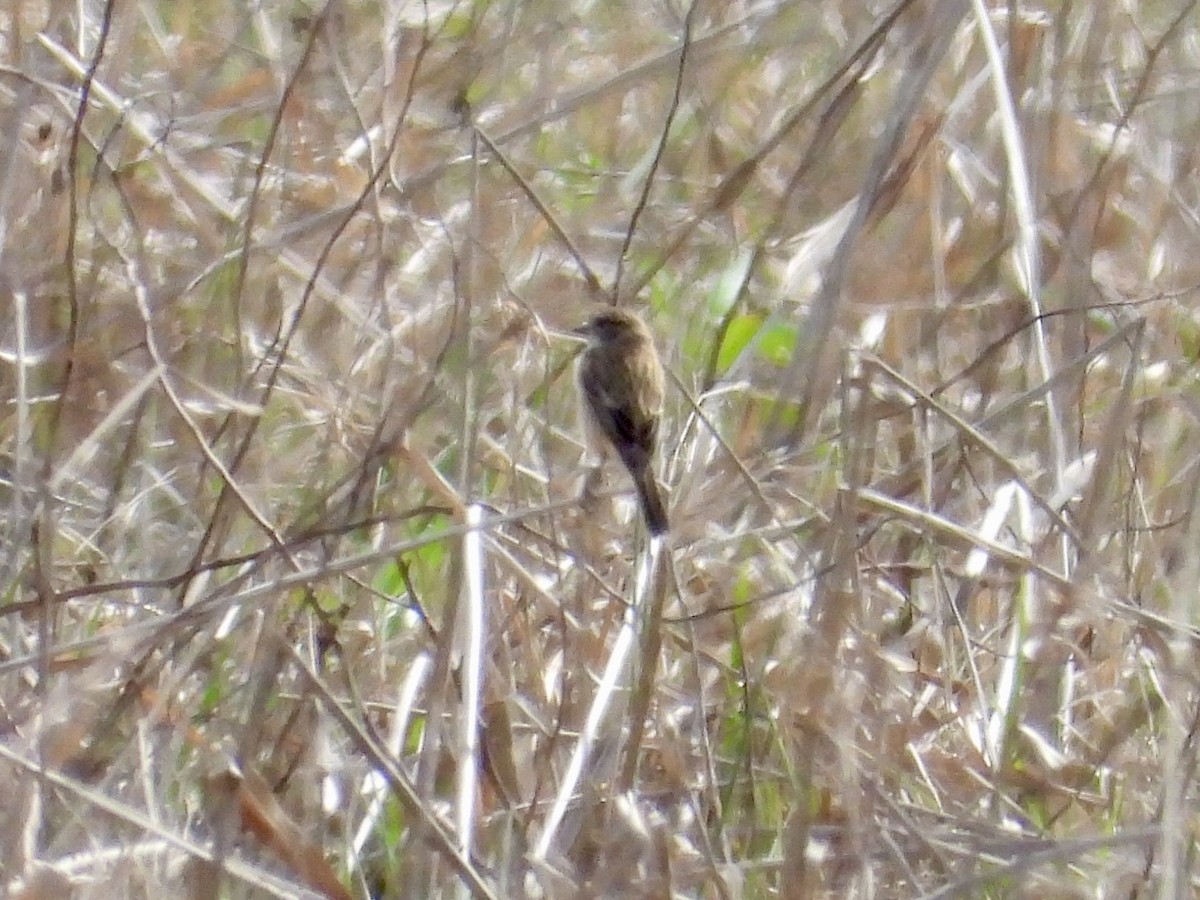 Amur Stonechat - ML632159377
