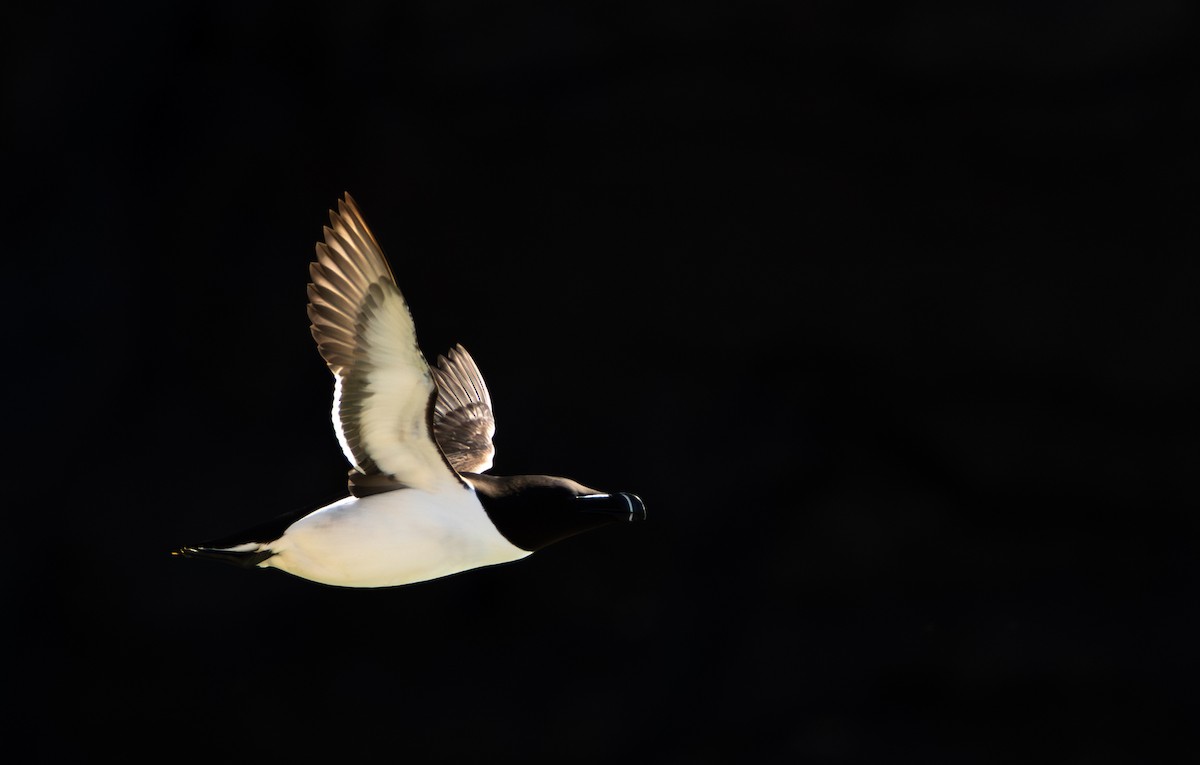Razorbill - ML632159402