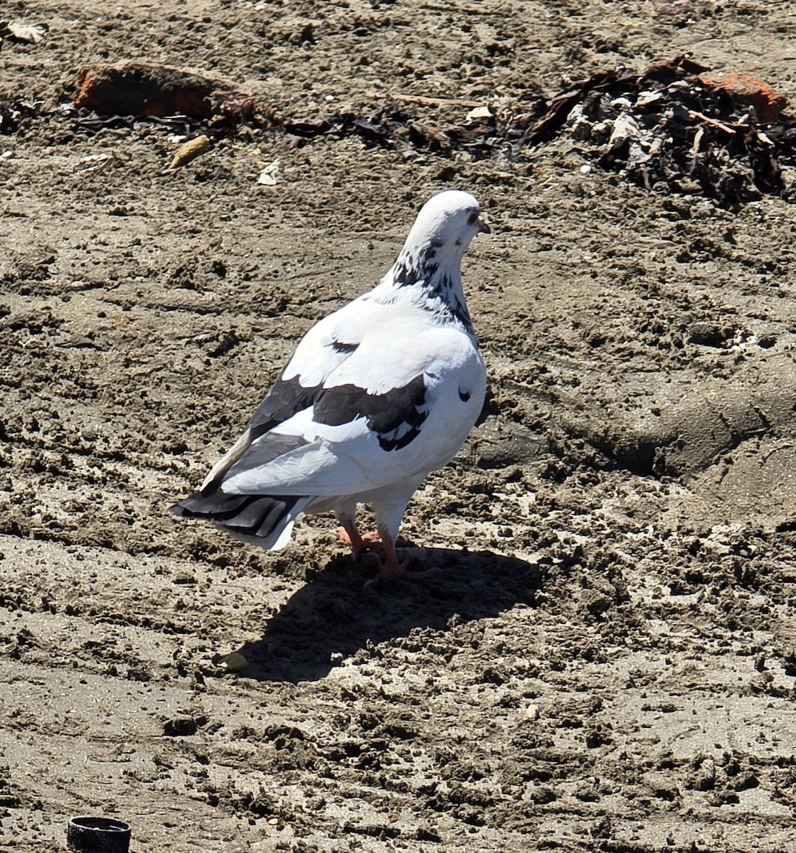 野鴿(野化) - ML632159537