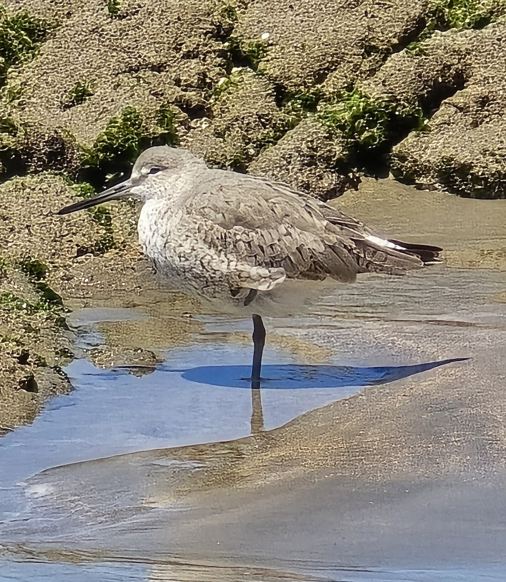 Willet - ML632159546