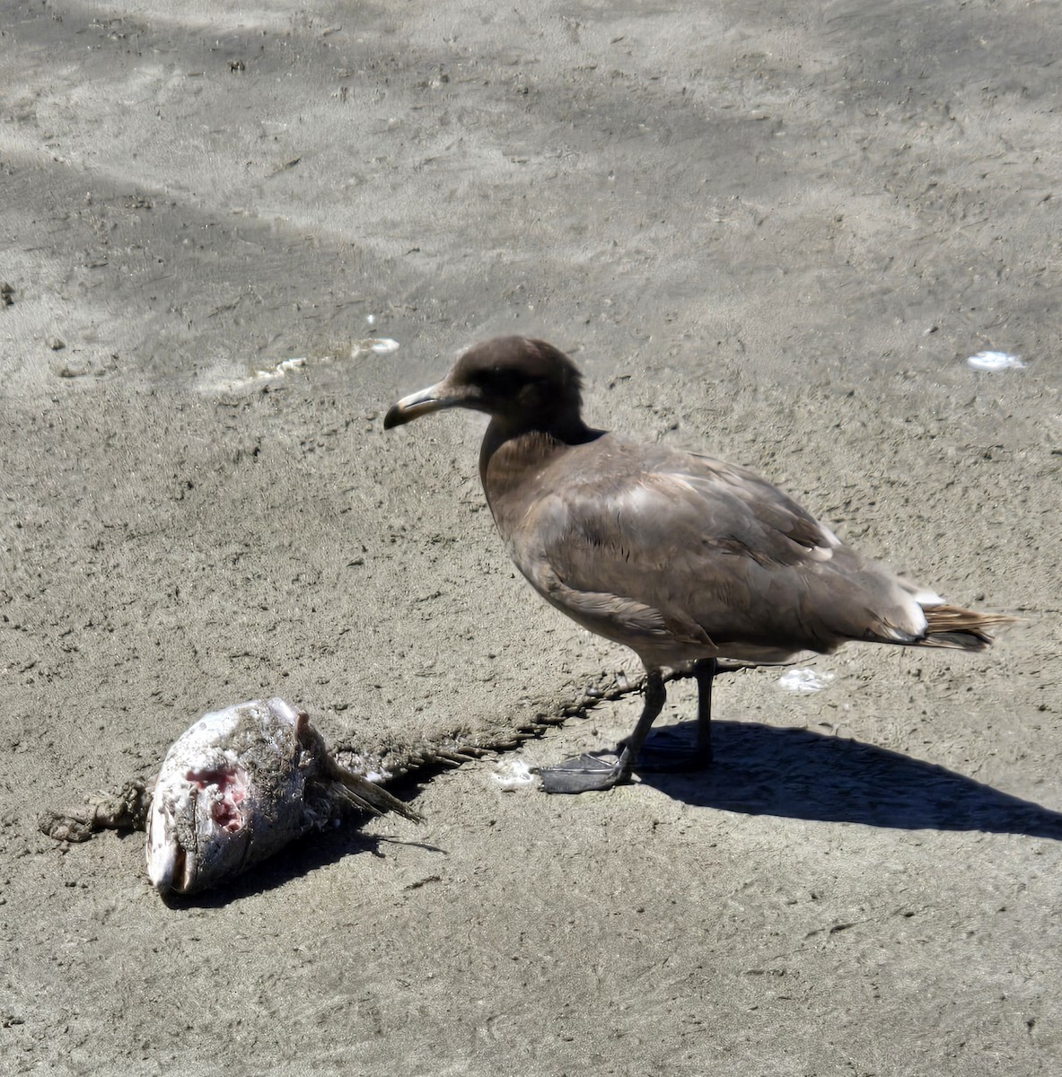Ring-billed Gull - ML632159560