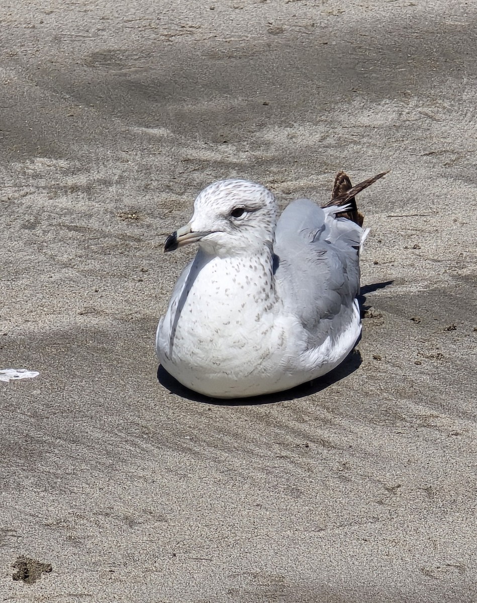 Ring-billed Gull - ML632159561