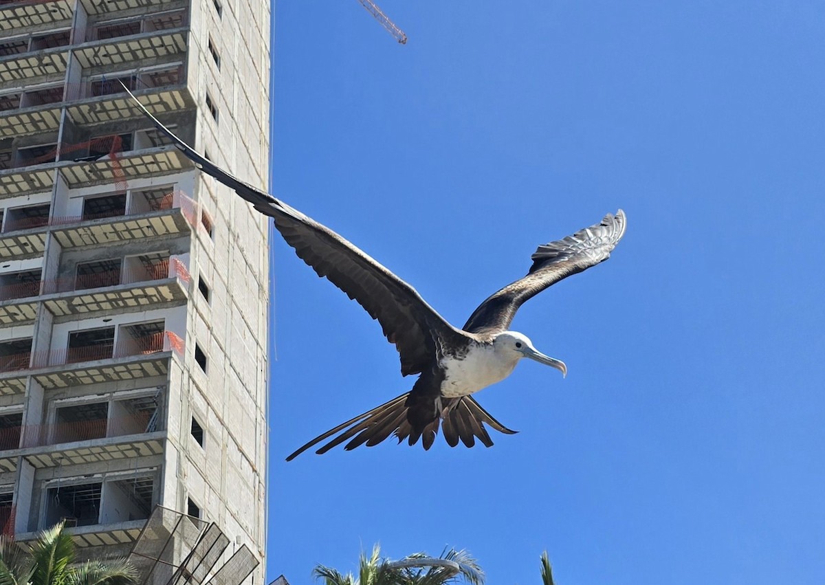 Magnificent Frigatebird - ML632159572