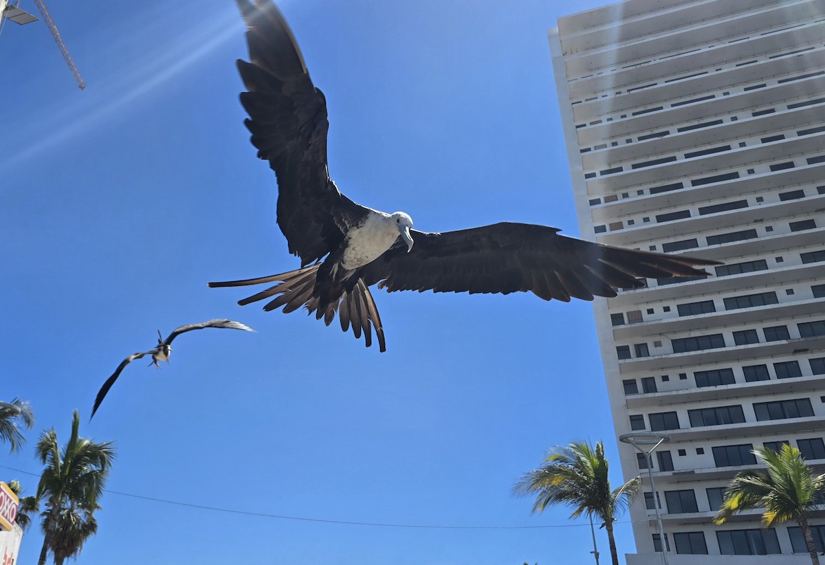 Magnificent Frigatebird - ML632159573