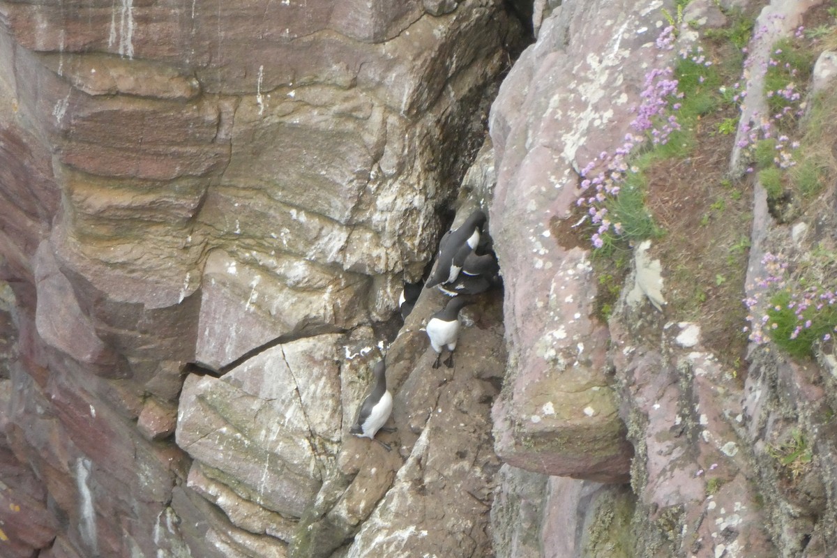 Common Murre - ML632159578