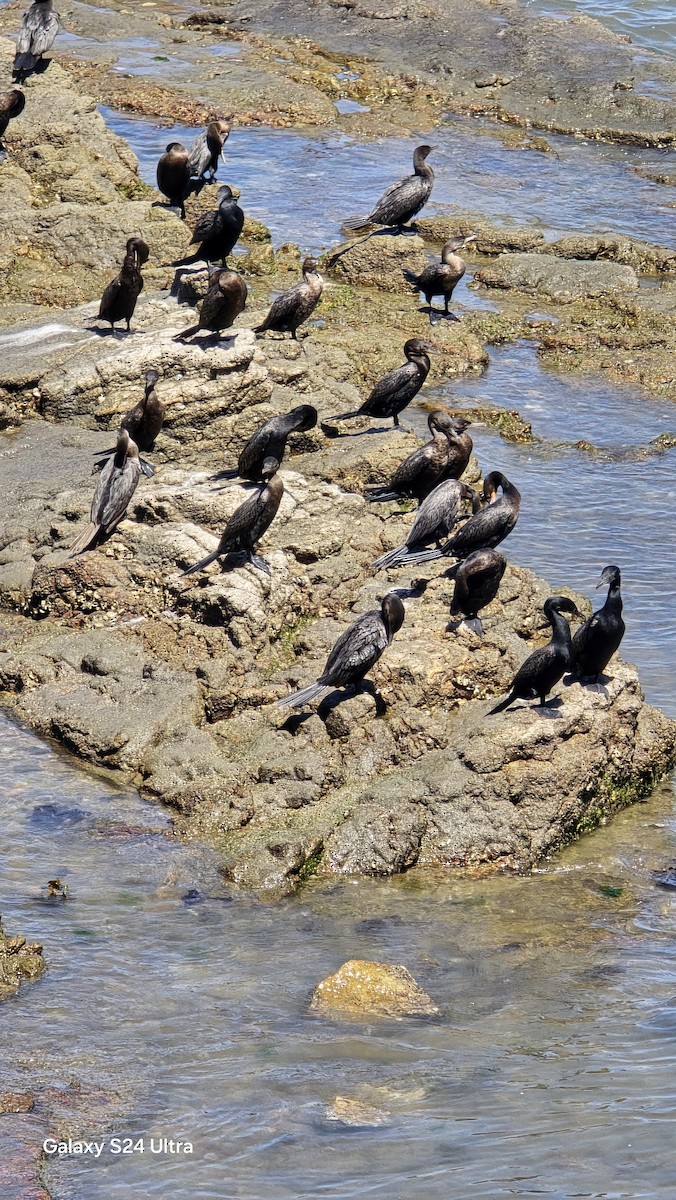 Neotropic Cormorant - ML632159580