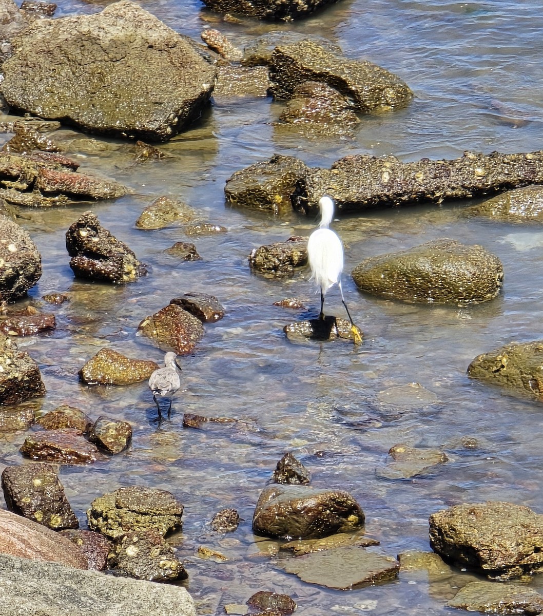 Snowy Egret - ML632159581