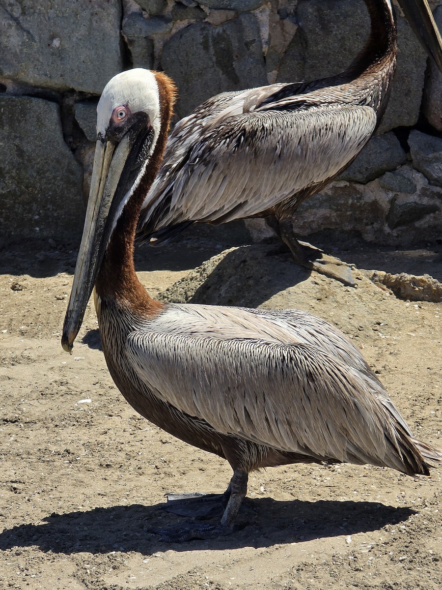 Brown Pelican - ML632159588