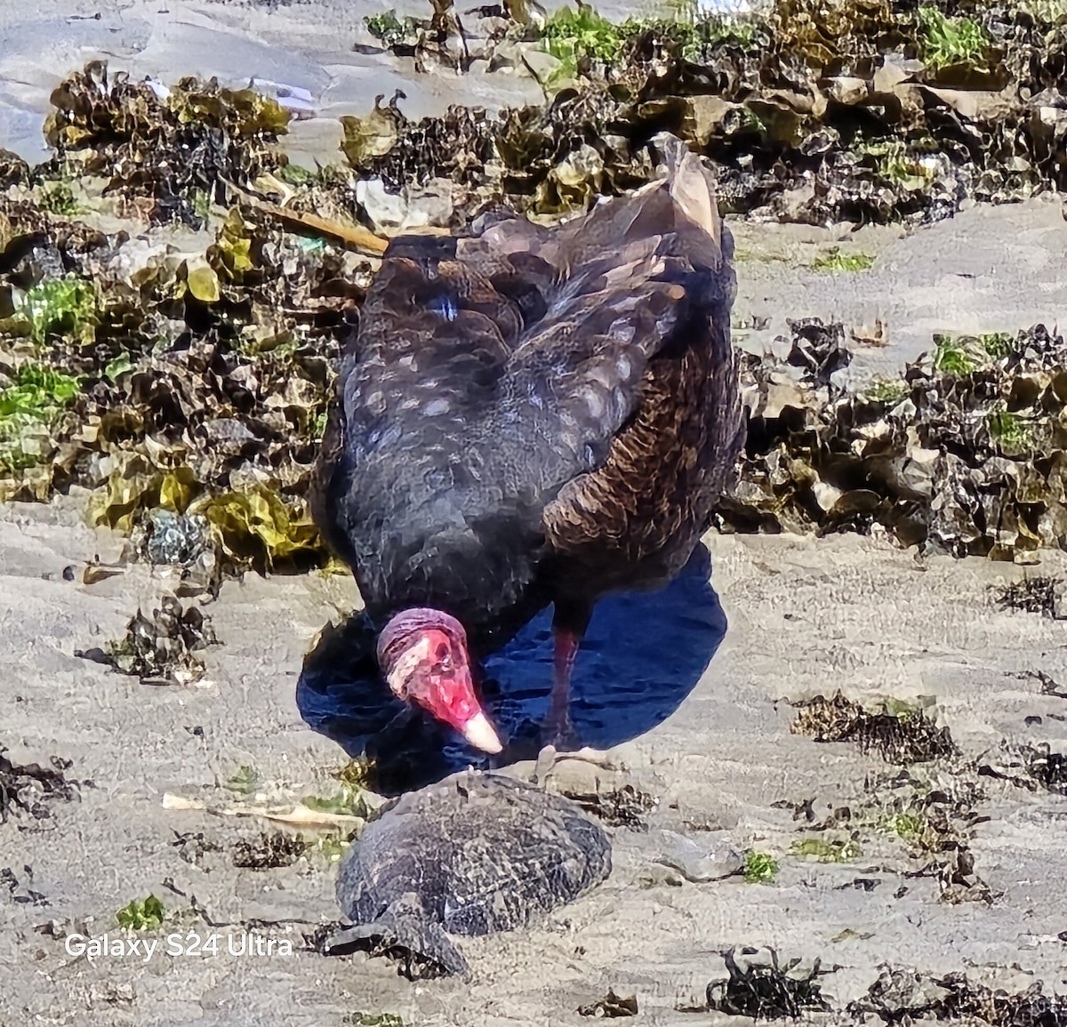 Turkey Vulture - ML632159597