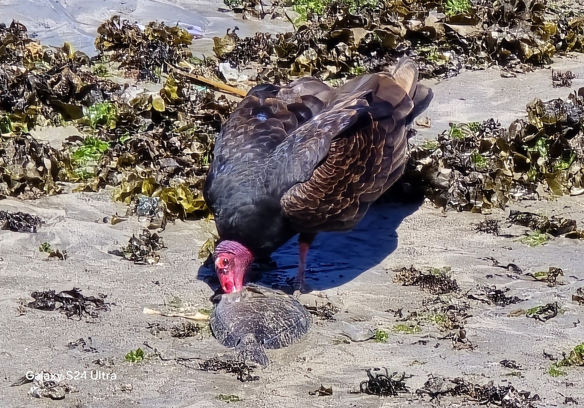 Turkey Vulture - ML632159598