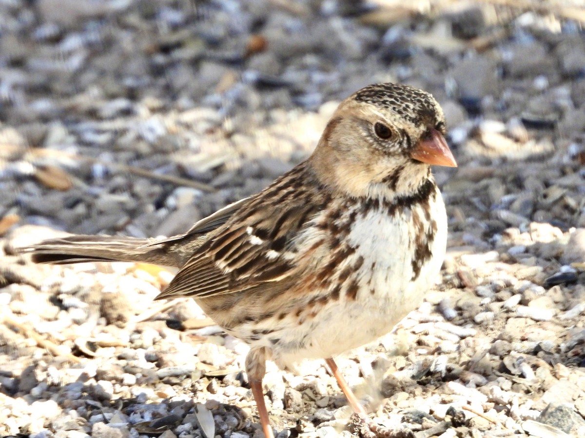 Harris's Sparrow - ML632159649