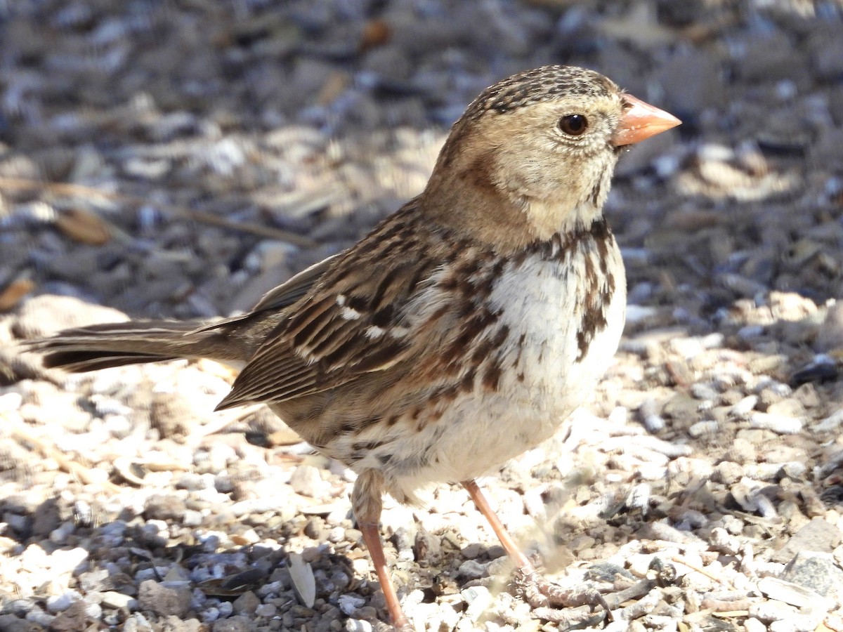Harris's Sparrow - ML632159650