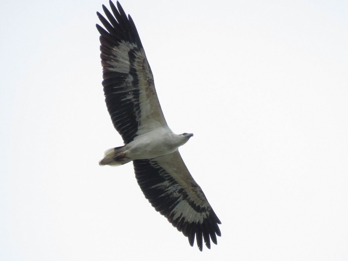 White-bellied Sea-Eagle - ML632159704