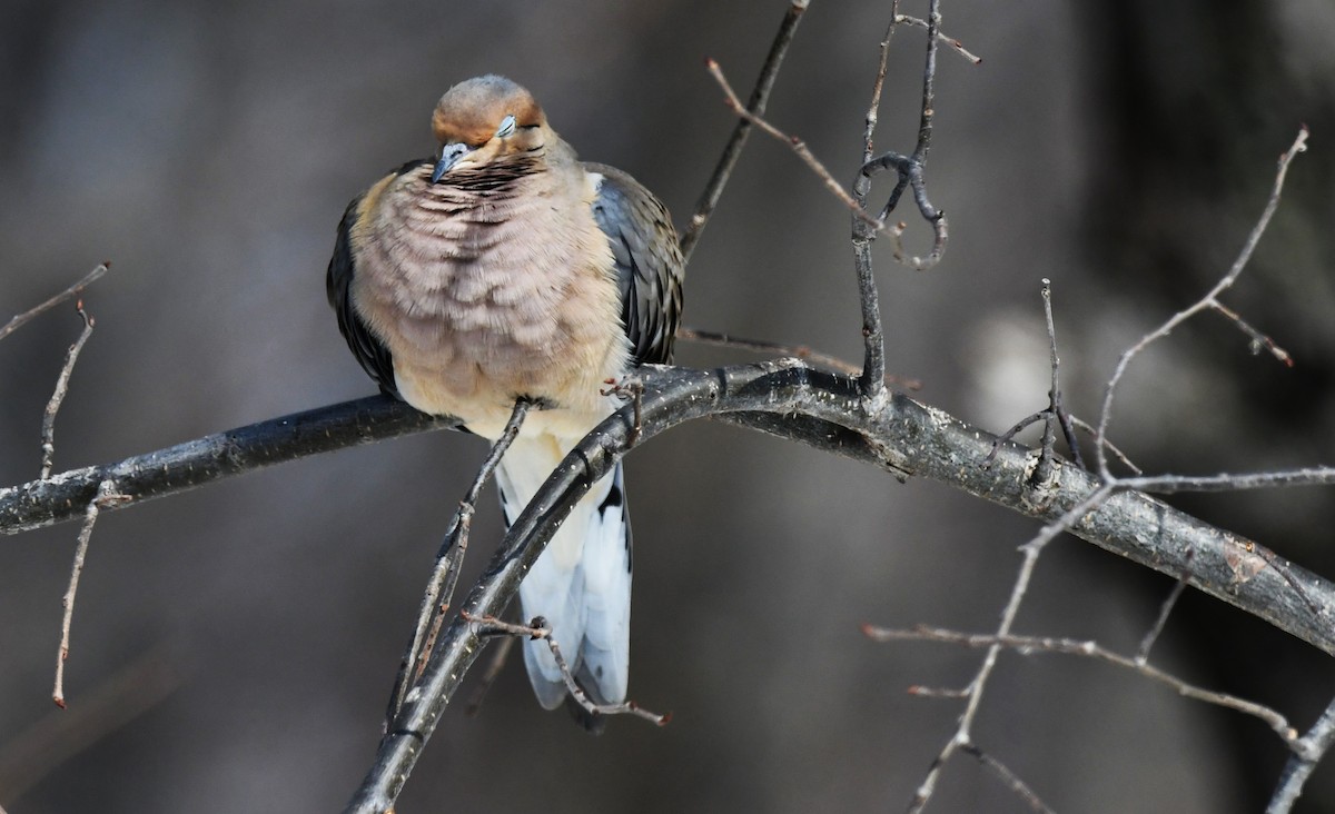 Mourning Dove - ML632159708