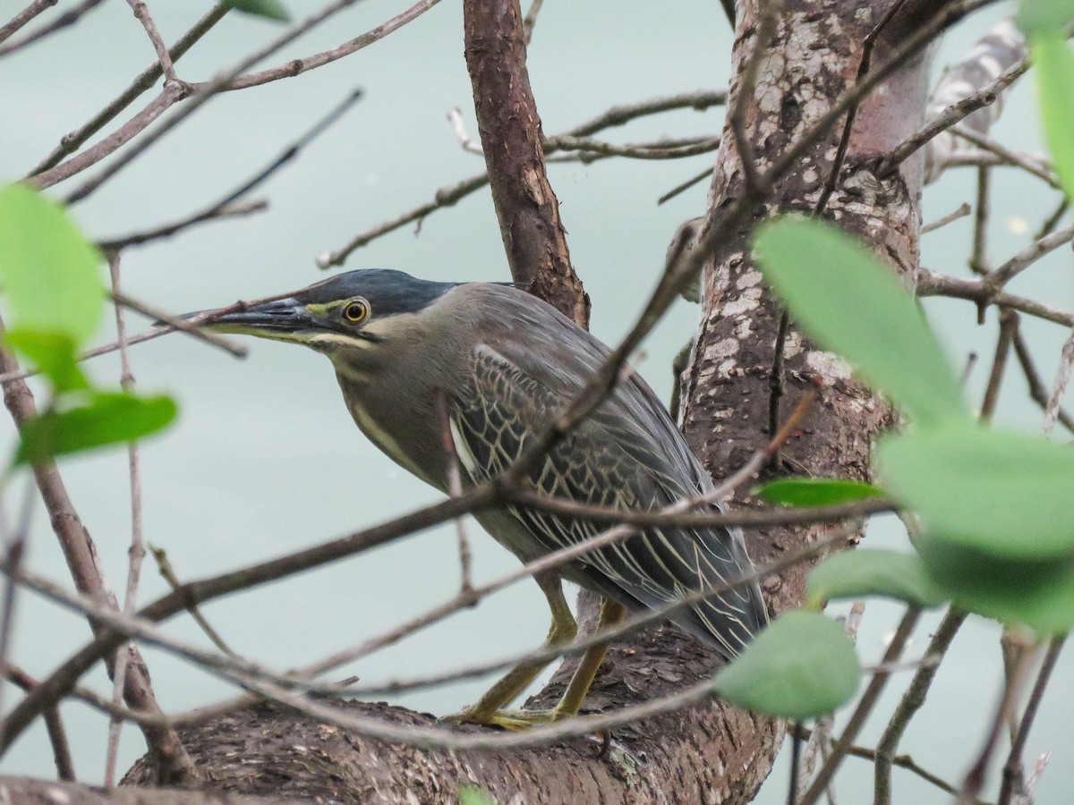 Striated Heron (Old World) - ML632159711