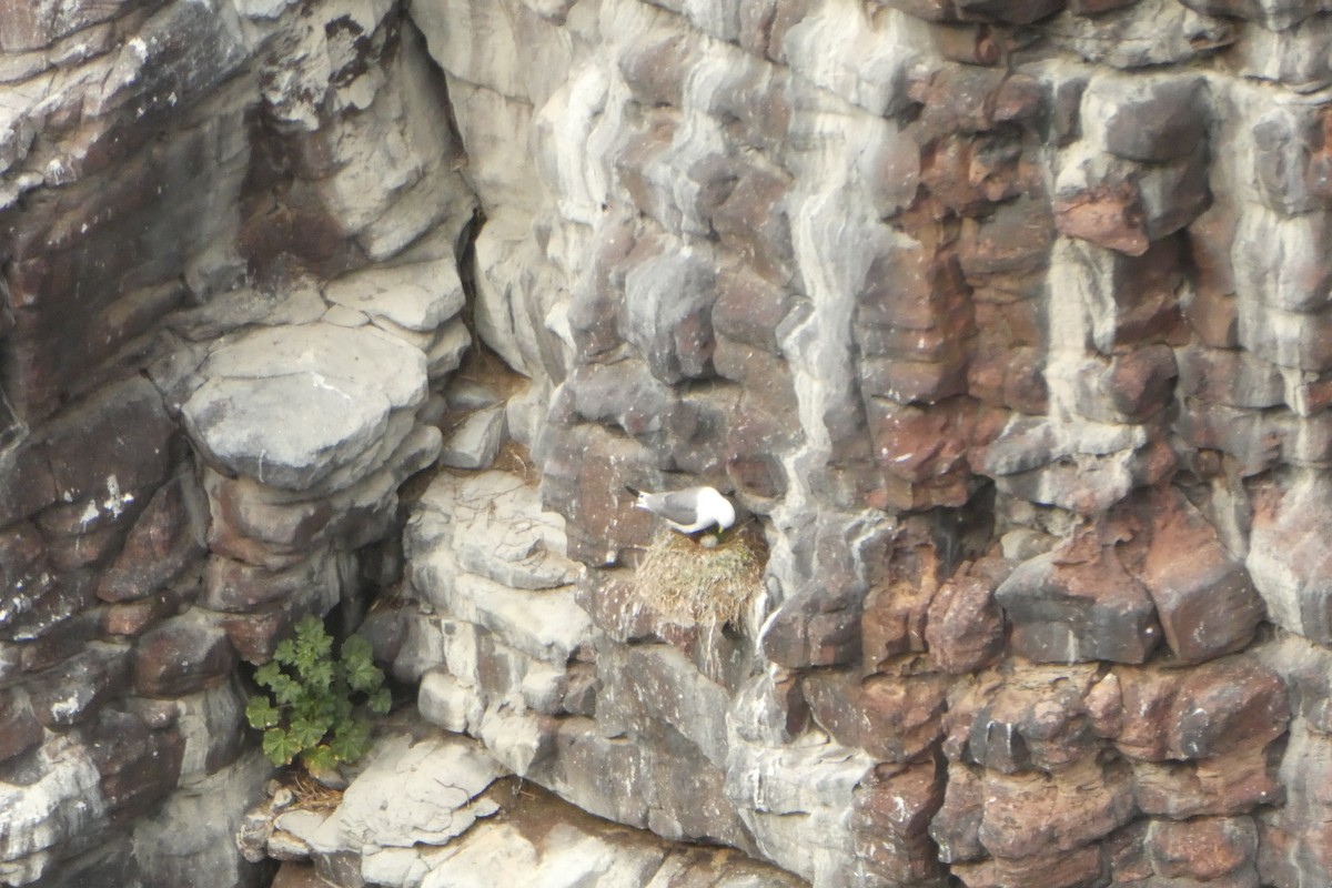 Black-legged Kittiwake - ML632159739