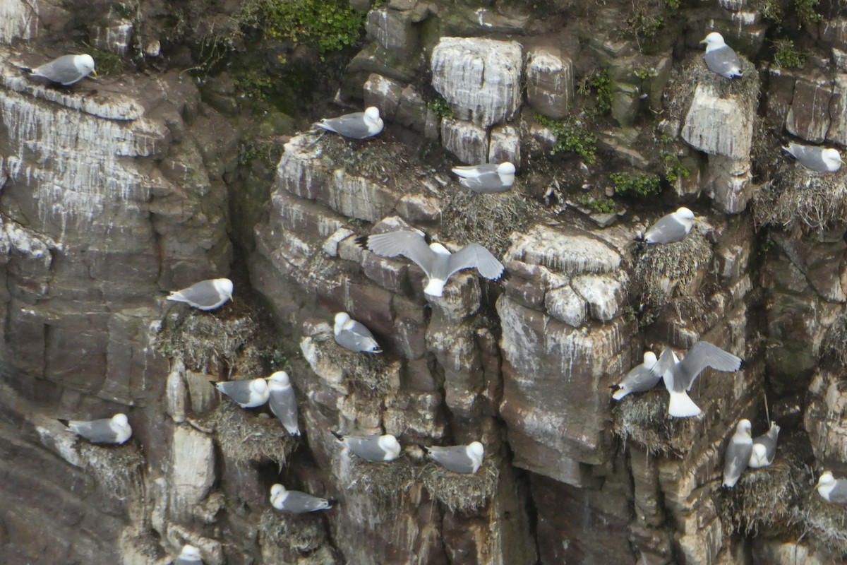 Black-legged Kittiwake - ML632159740