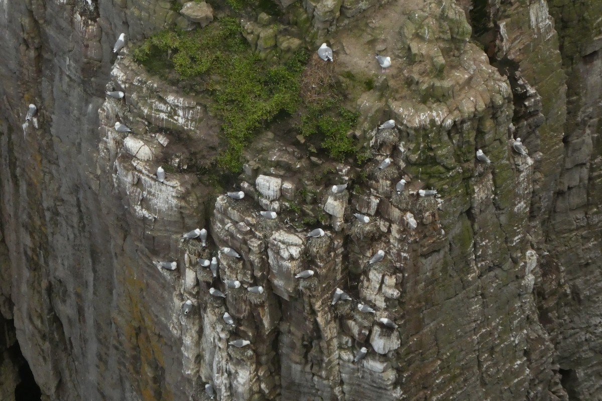 Black-legged Kittiwake - ML632159741