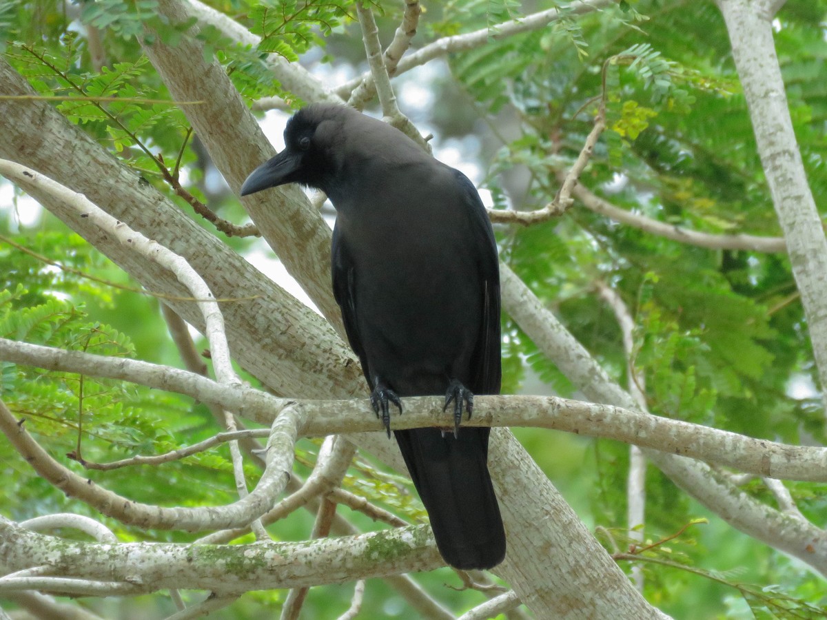 House Crow - ML632159748