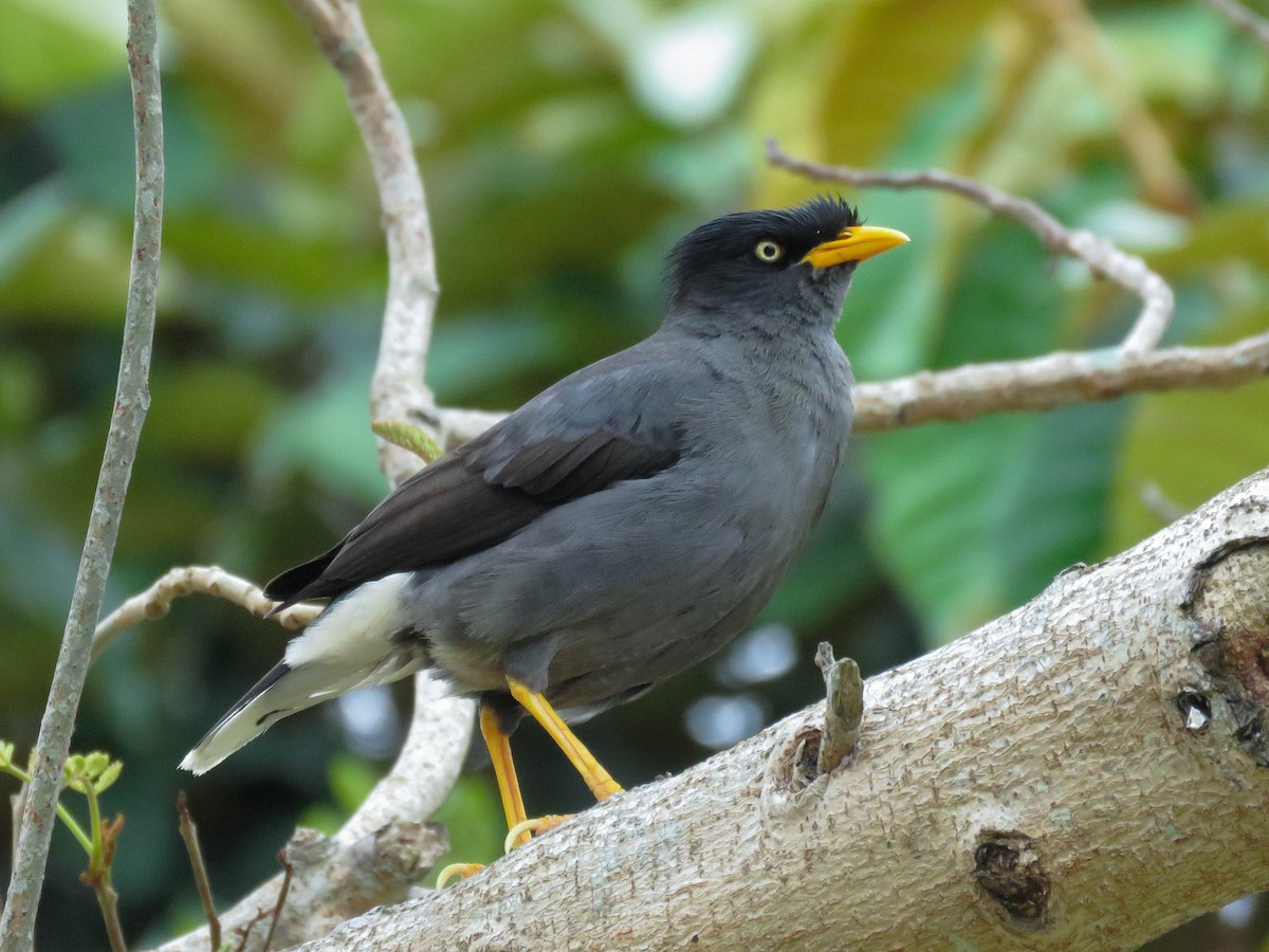 Javan Myna - ML632159775