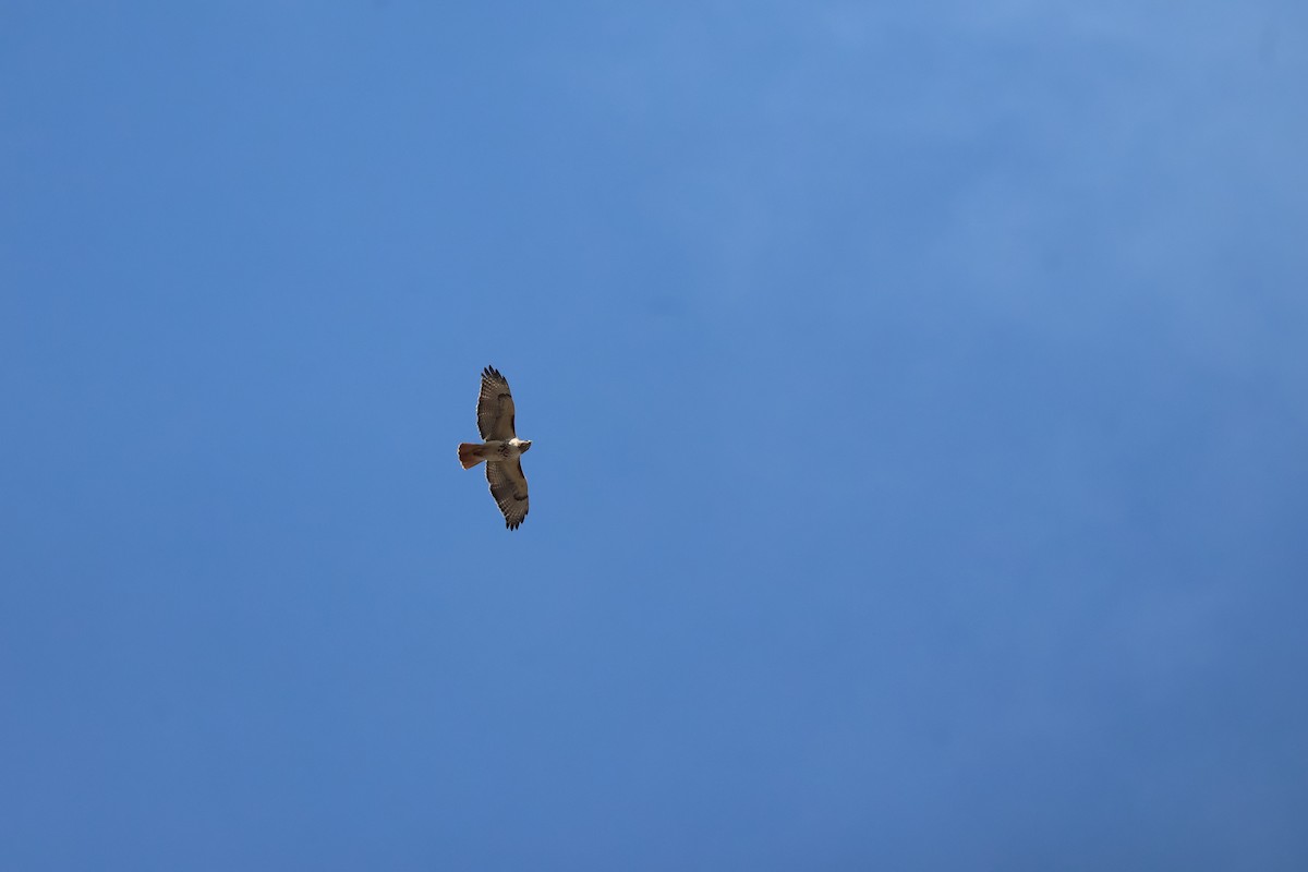 Red-tailed Hawk - ML632159877