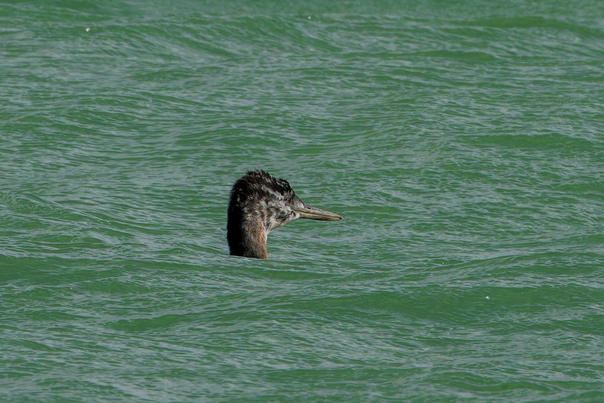 Great Grebe - ML632159891