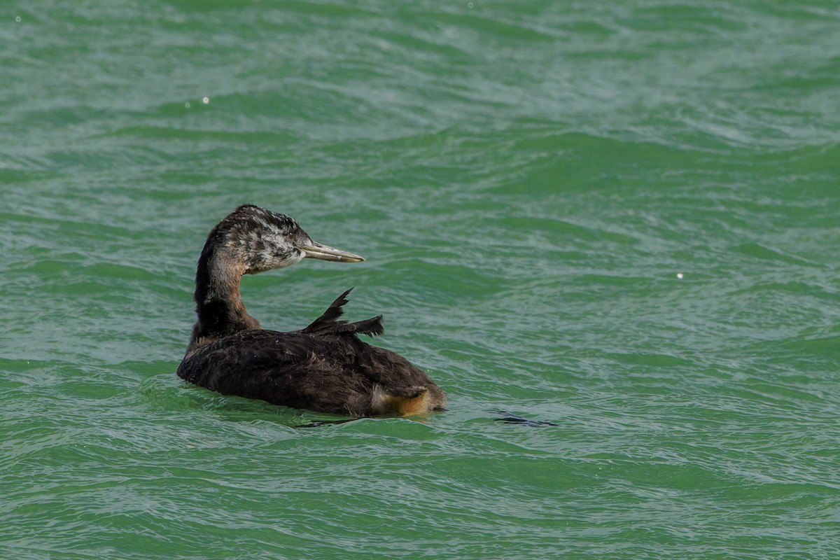 Great Grebe - ML632159892
