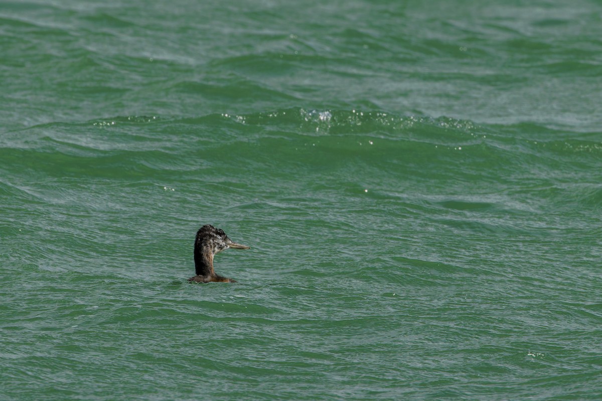 Great Grebe - ML632159893