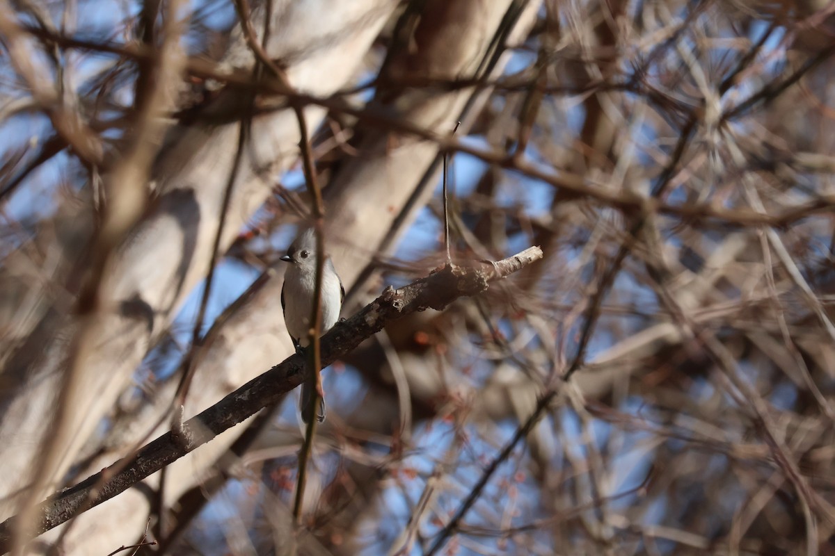 Tufted Titmouse - ML632159907
