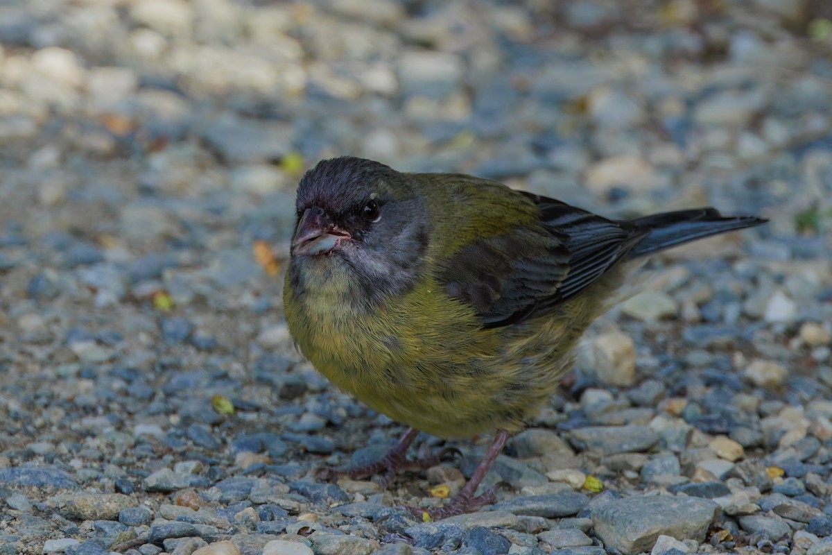 Patagonian Sierra Finch - ML632159913