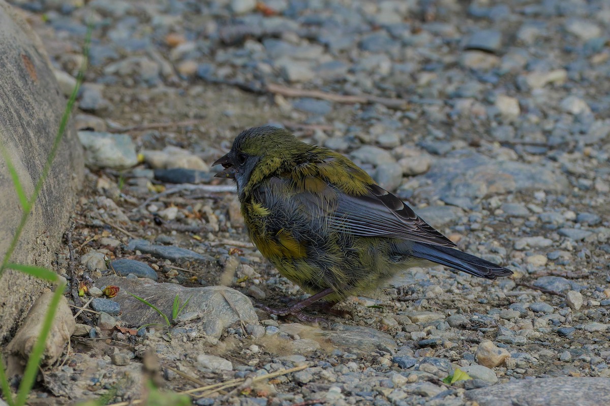 Patagonian Sierra Finch - ML632159914