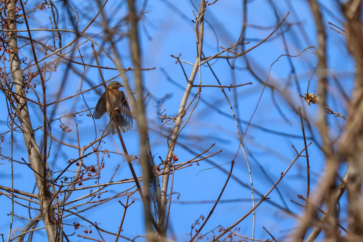 Eastern Bluebird - ML632159917