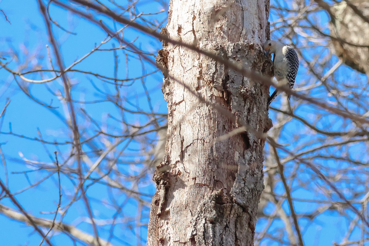 Red-bellied Woodpecker - ML632159932