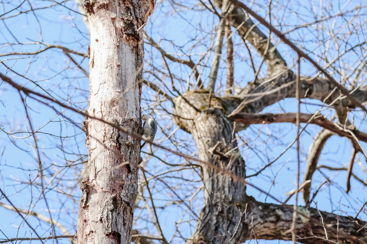Red-bellied Woodpecker - ML632159933