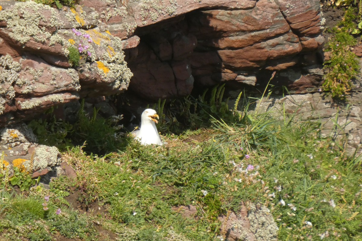 European Herring Gull - ML632160039