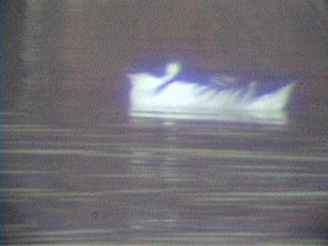Dovekie - ML632160312