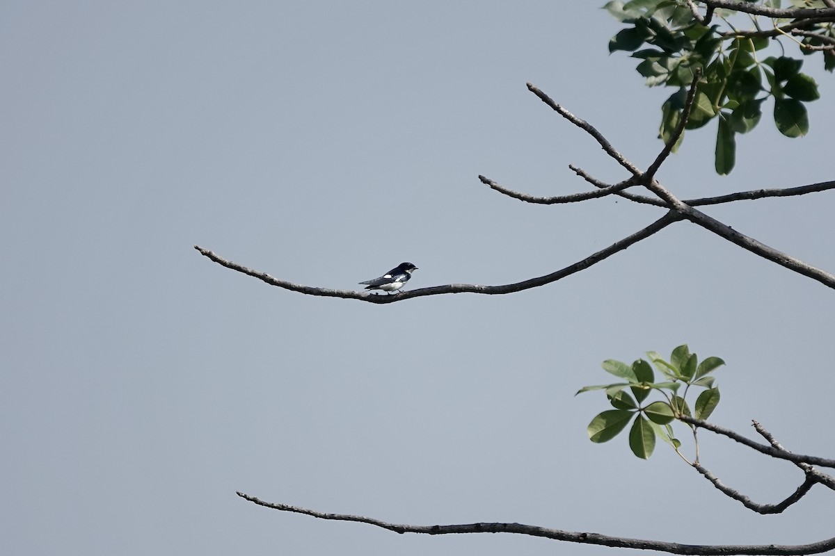Pied-winged Swallow - ML632160479