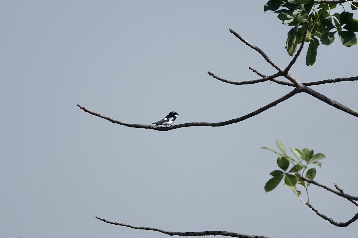 Pied-winged Swallow - ML632160482