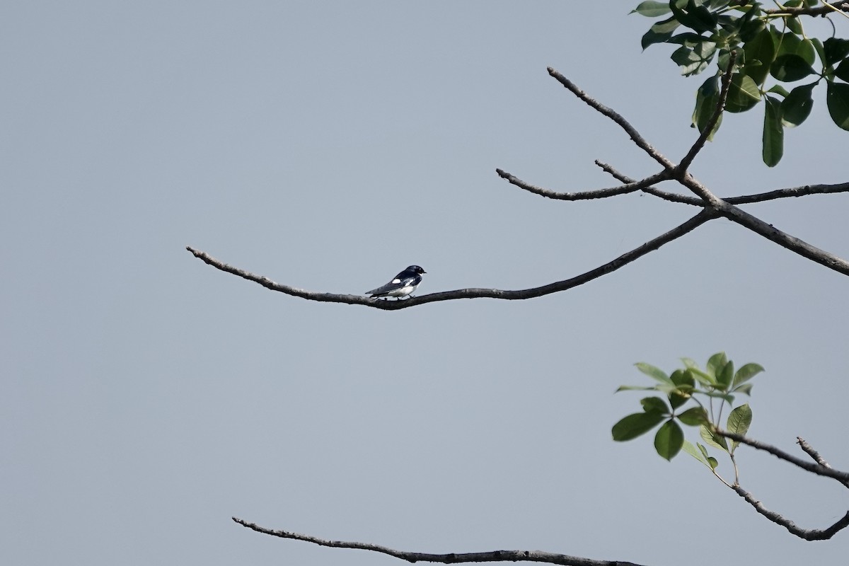 Pied-winged Swallow - ML632160489