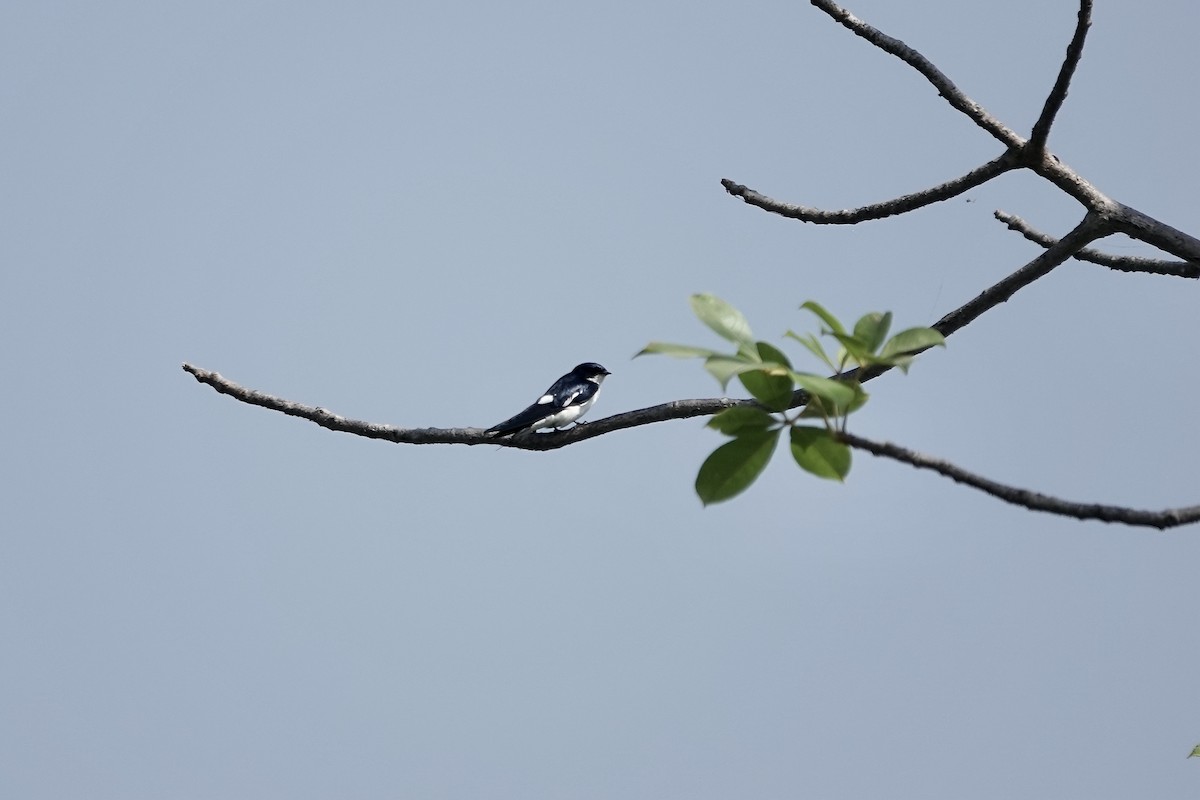 Pied-winged Swallow - ML632160494