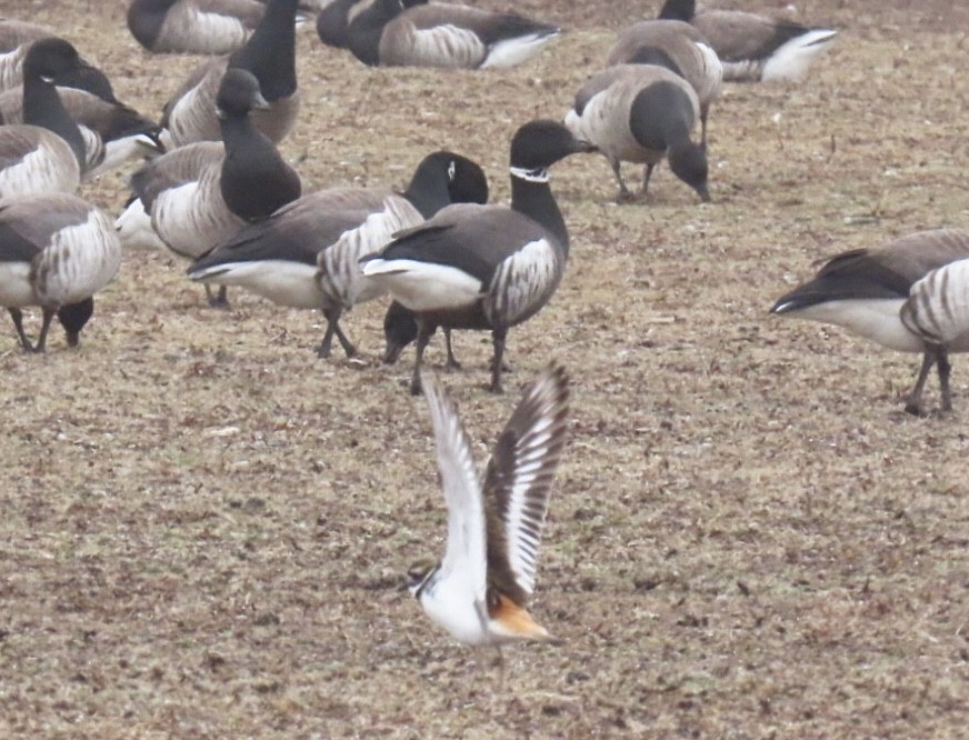 Killdeer - ML632160497